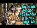 BO'RILAR HAQIDA SIZ BILMAGAN ENG ZO'R FAKTLAR | БЎРИЛАР ХАҚИДА ЭНГ ЗЎР ФАКТЛАР