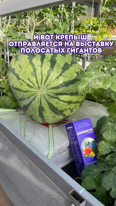 Полосатый гигант Крепыш #аминосил #огород #урожай #подкормка #арбуз ...