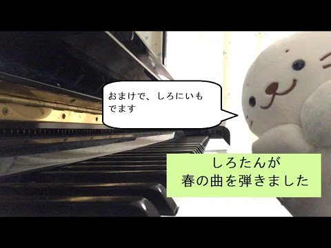 しろたん　ピアノ　春の曲をひいてみた
