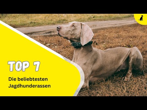 Video: Top 10 wartungsarme Hunde