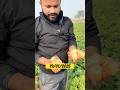 Aalu 🥔 ki fasal #aalu #kisan #kisanputra #jaijawanjaikisan