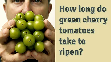 Jak dlouho dozrávají zelená cherry rajčata?
