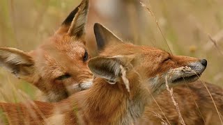 Moments of Love in a Fox`s Life by Jana Malin 12,271 views 7 months ago 1 minute, 22 seconds