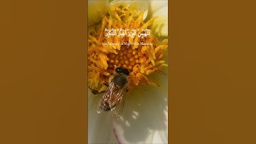 هو الله الذي لاإله إلا هو / تلاوة ياسر الدوسري💛/ سورة الحشر / #اكسبلور #قرآن #قران_كريم