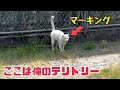 白猫が火山灰で灰猫に…外猫ちゃんたちの近況と暑くなっても猫はコタツに入りたい