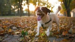 dog jack russell terrier barking in autumn park during sunset close-up