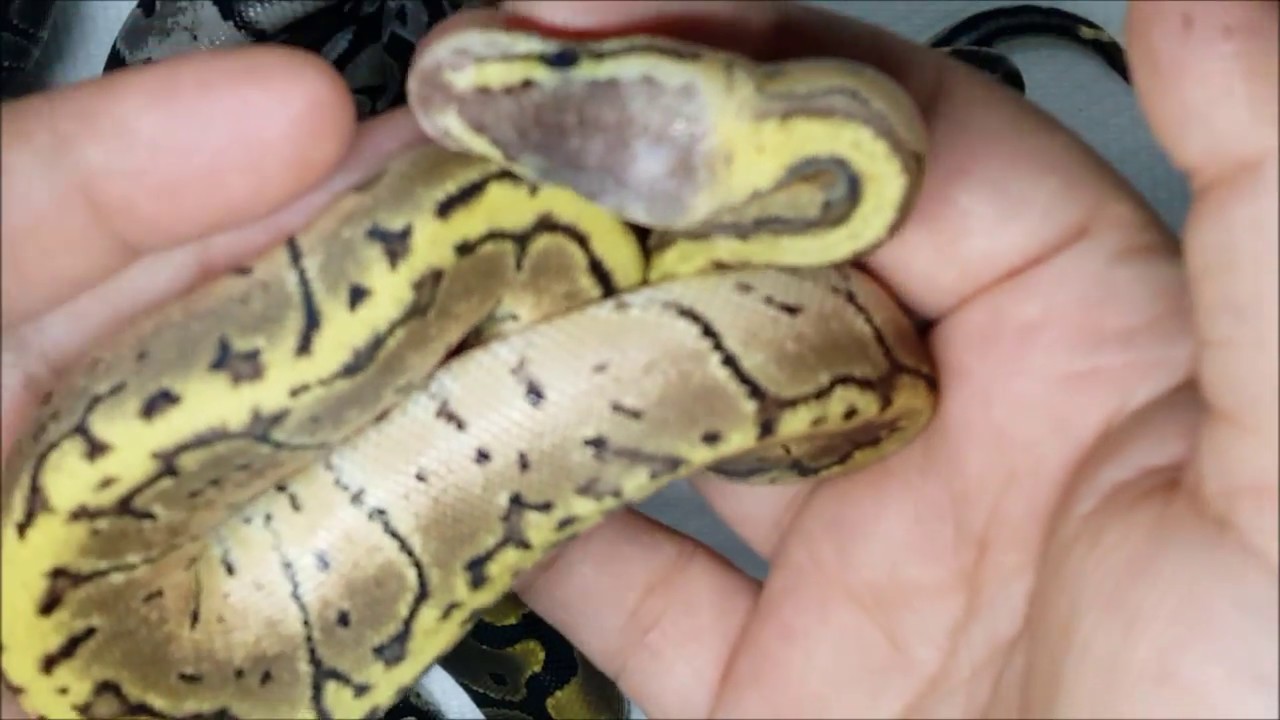 ball python breeders in ohio Ball Python egg cutting video update- clutch 3 2018