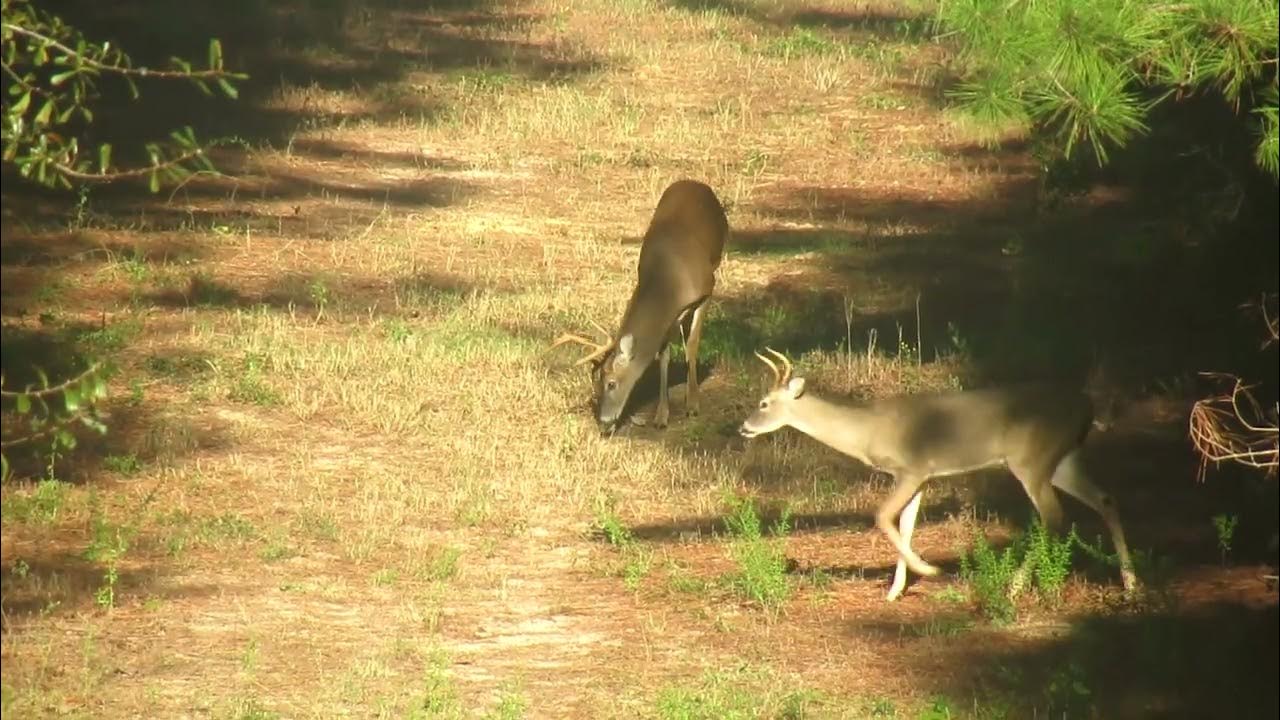 OPENING WEEKEND OF DEER SEASON IN TEXAS YouTube opening-weekend-of-deer-season-in-texas-youtube