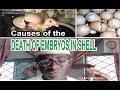 Reasons for the Death of Embryos in Shell during Egg Incubation