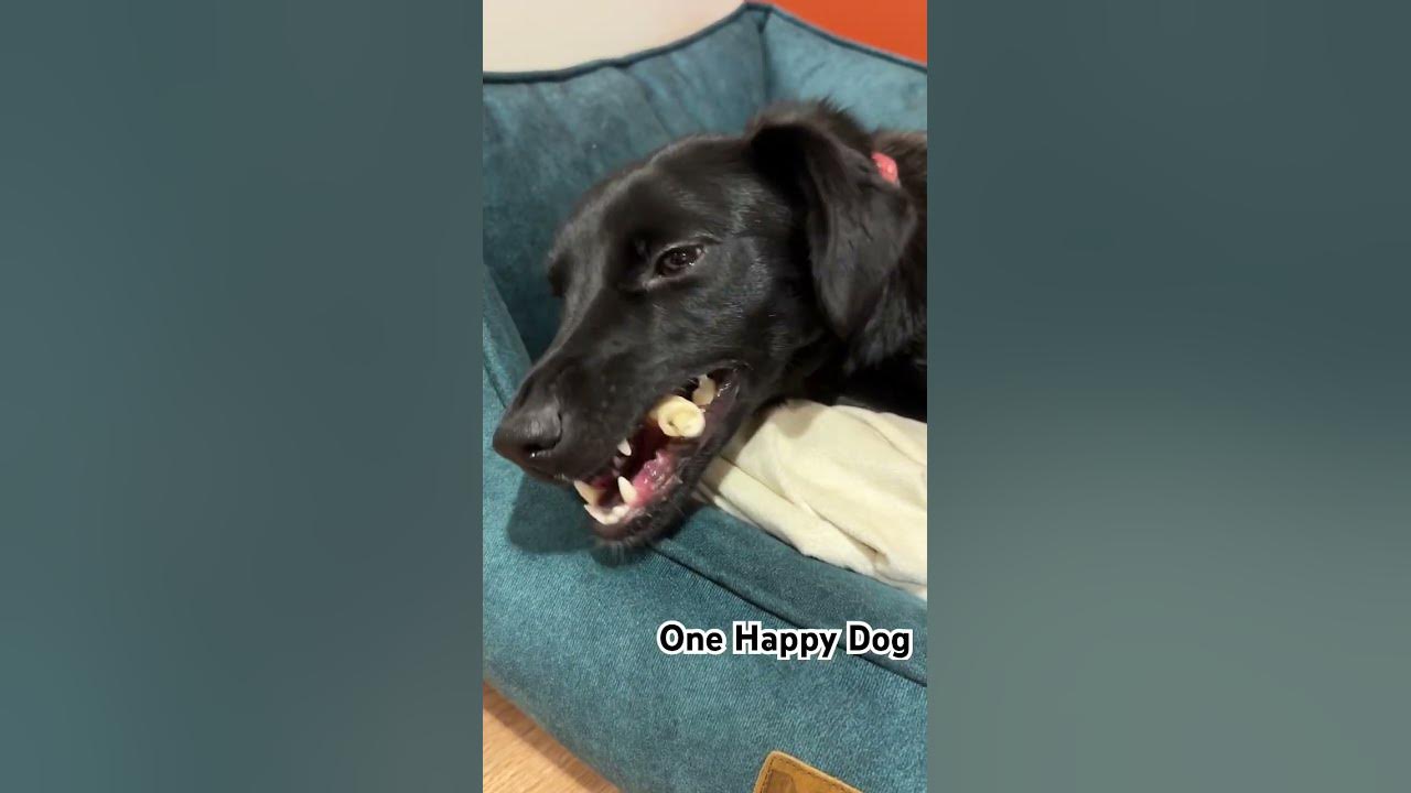 Новогодняя собака Ника - YouTube