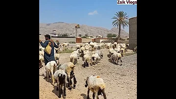Shepherds With The Flock Of Sheep Sheep Of Balochistan BeautifulFlockOfSheep SheepAndFlock 