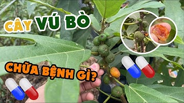 Công Dụng Chữa Bệnh Của Cây Vú Bò Ít Ai Biết | Dược Liệu Hoà Bình
