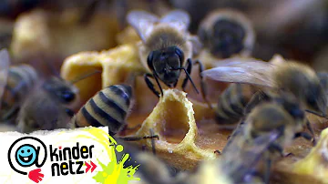 Wie lange brauchen Bienen für 1 Glas Honig?