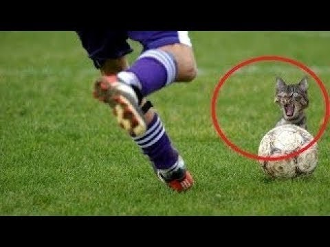 ცხოველები რომლებიც სიკვდილს ბეწვზე გადაურჩნენ