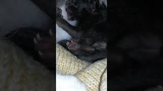 Котенок родился с открытыми глазами!!! Котенок родился с открытыми глазами!!!