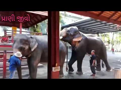 वीडियो: हाथियों को अपने हाथों से कैसे प्यार करें