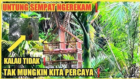 MENJEBAK BURUNG SERINDIT❗PAKAI JARING POIN NYA DILUAR DUGAAN