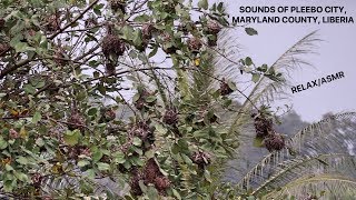 Sounds Of Pleebo City, Maryland County, Liberia Bird Song Relaxation, Asmr Sheamoringatv