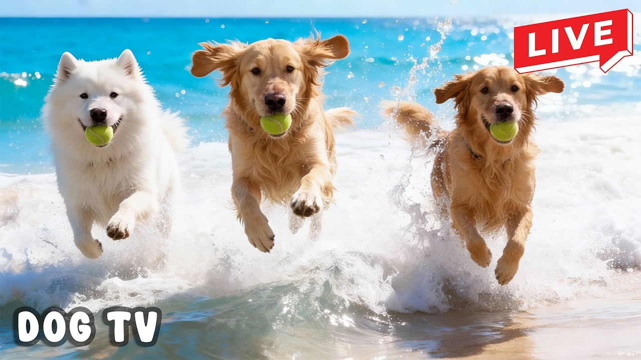 DOG TV 24/7: Радостная музыка для бегущих собак — чтобы спокойно оставаться в одиночестве 🐕🎶