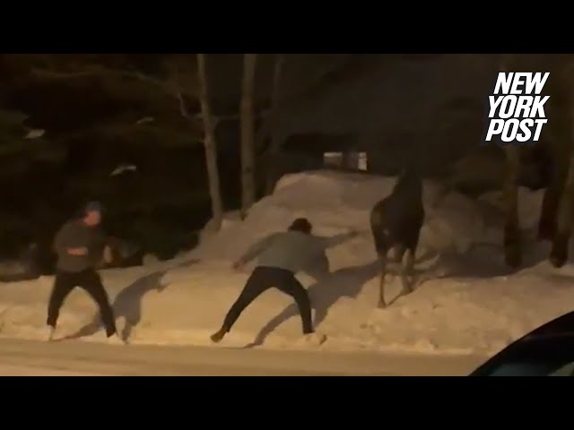 Watch what happens when two men taunt a moose | New York Post class=