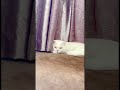 Thời gian tĩnh lặng của Leo #leo #cat #pet