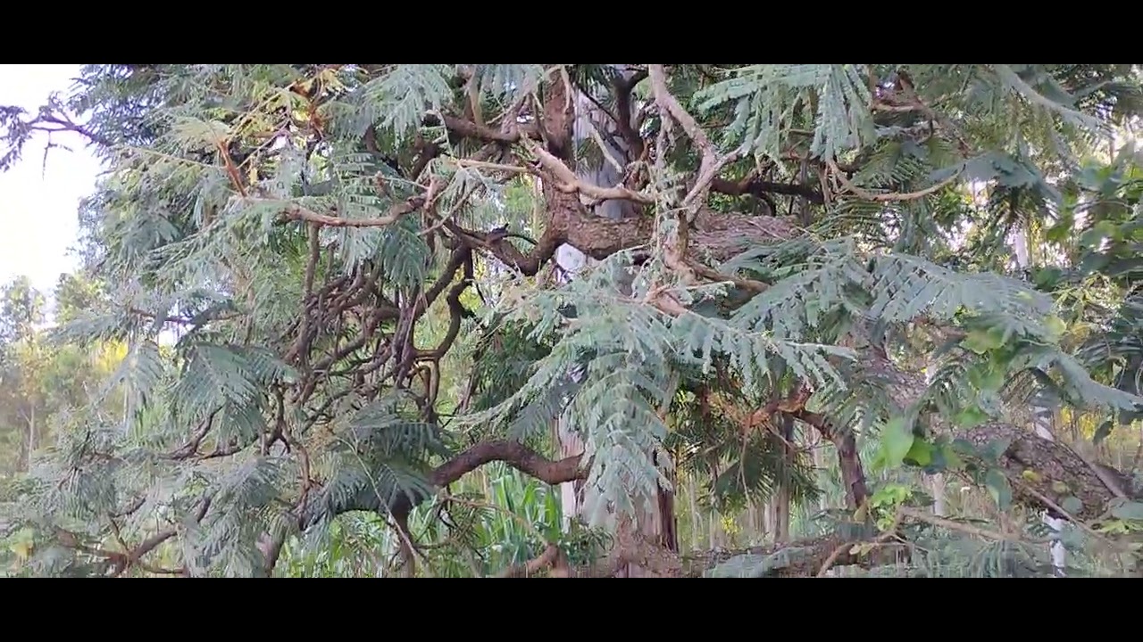 Estou mostrando está  árvore porque ela é cicatrizante 