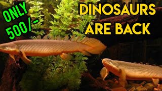 Dinosaur eel fish | Eel fish rate #senegal #dinosaur #aquarium #varietyfishes