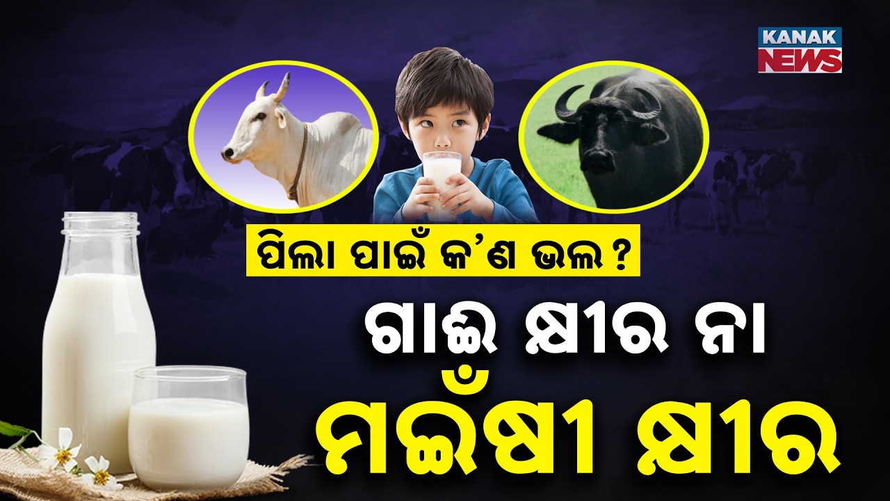 Special Report: Cow Milk Vs Buffalo Milk for Kids: What’s Healthier For Kids?