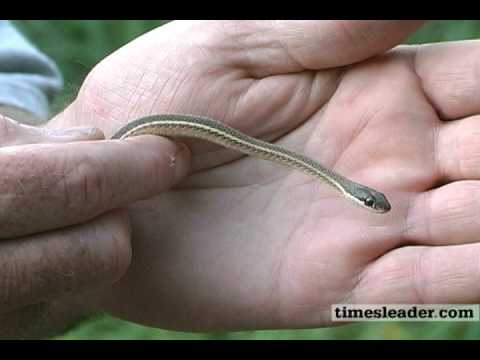 Snakes Of Pa Eastern Ribbon Snake Timesleader Com Youtube