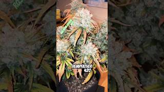 Royal Critical Auto End Of Flowering Mars Hydro Fc 1500 Evo 150 Watt Drop Loves It