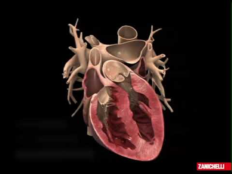 Video: Quale valvola semilunare aortica?