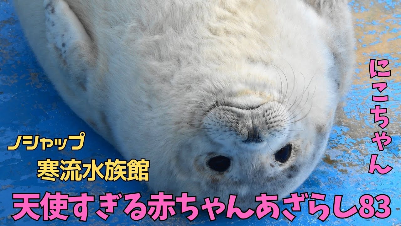天使すぎる赤ちゃんあざらし83 にこ / Baby seal that is too