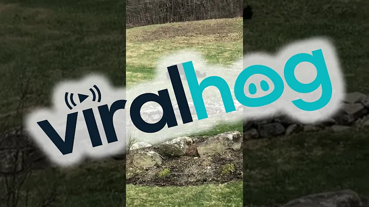 Mama Black Bear With Her Playful Cubs || ViralHog