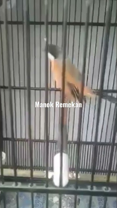 CENDET UNIK SUARA DJ 🤣🤣🤣