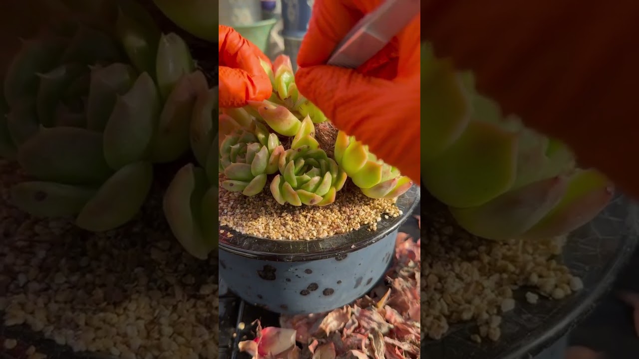 Luxury Succulent Care for Smart Homeowners 🌿 Build Long Term Indoor Value