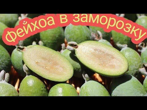 Фейхоа в заморозку! С минимальным кол-вом сахара! Вкусно, полезно!26.10.2019г.