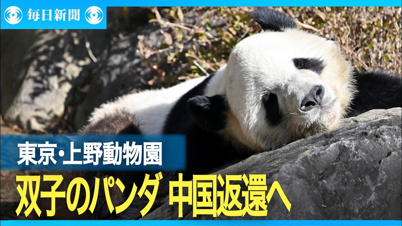 Ueno pandas, a symbol of Japan-China friendship, will be returned