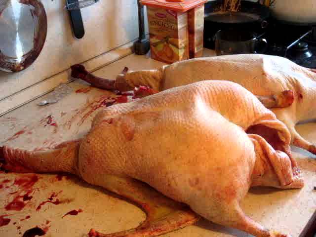 гусь часть 1 004