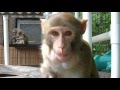 Primate Rescue Center of Nicholasville, KY Presented by kNOwMORE Nonprofits