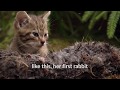 Scottish Wildcat kittens, cute orphan wild cats rescued by Wildcat Haven