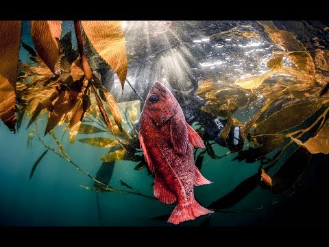 Spearfishing Carmel "Men of Action" - by Dan Silve...