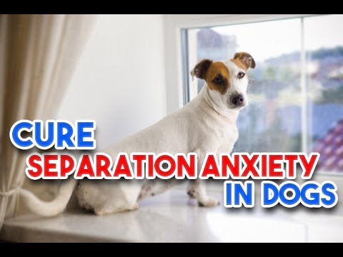 Separation Anxiety in Dog: How to Treat Separation Anxiety in Dog.
