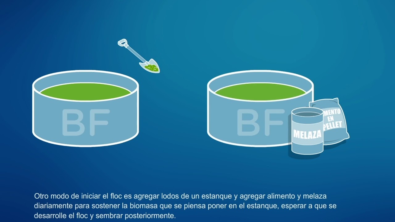 12 4 Establecimiento del Biofloc pre siembra - YouTube