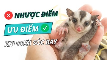 Ưu & Nhược Điểm: Nuôi Sóc Bay Úc Làm Thú Cưng