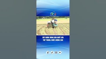 XÂY DỰNG VÙNG SẢN XUẤT LÚA TẬP TRUNG, CHẤT LƯỢNG CAO