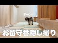 実家で犬4匹のお留守番を隠し撮りしたら愛犬がやらかしてましたw【シュナウザー】