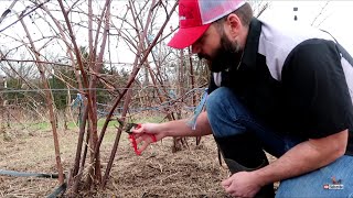 Mulching Hillside With Thick Blackberry Bushes + Cutting Tree |Stihl FS-131 Brush Cutter