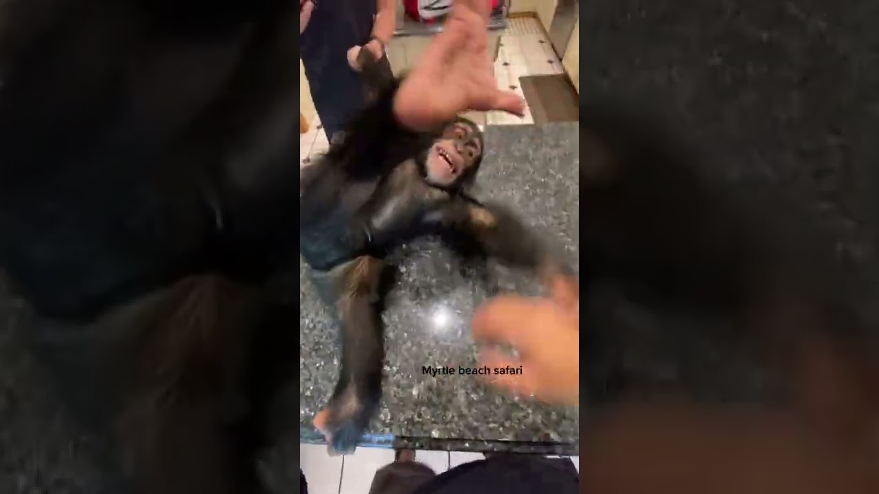 tickle time with angada