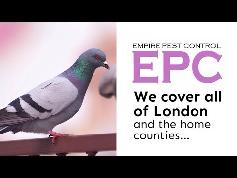 Empire Ltd London Pigeon Control Services   