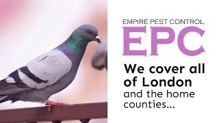 PIGEON CONTROL LONDON UK ~ PROOF & GET RID OF PIGEONS ~ EMPIRE PEST CONTROL LONDON